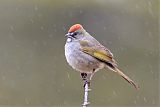 Green-tailed Towhee