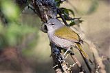 Green-tailed Warblerborder=