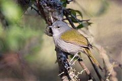 Green-tailed Warbler