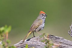 Green-tailed Towhee