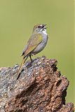 Green-tailed Towheeborder=