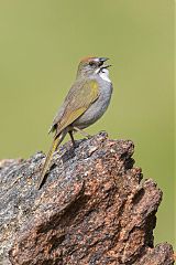 Green-tailed Towhee