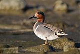 Green-winged Teal