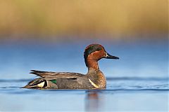 Green-winged Teal