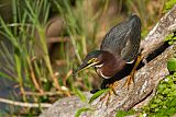 Green Heron