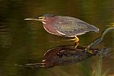 Green Heron