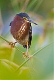 Green Heron