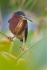 Green Heron