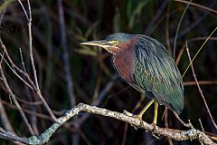 Green Heron