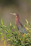 Green Heron