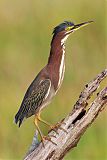 Green Heron