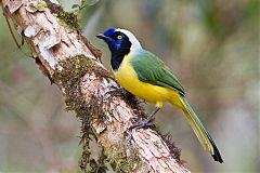 Green Jay