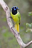 Green Jay