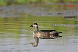 Green Pygmy-Goose