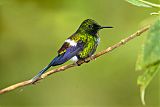 Green Thorntail