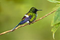 Green Thorntail