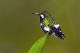 Green Thorntail