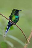 Green Thorntailborder=