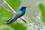 Lesser Violetear