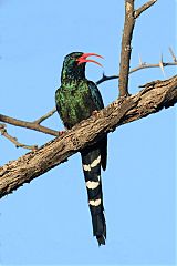 Green Woodhoopoe