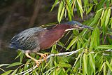 Green Heron