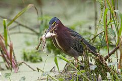 Green Heron