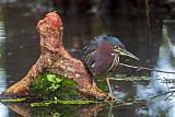 Green Heron