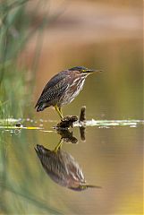 Green Heron
