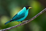 Green Honeycreeper