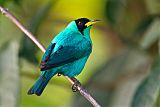 Green Honeycreeper