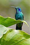 Lesser Violetear