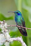 Lesser Violetear