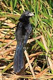 Groove-billed Ani