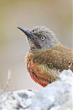 Ground Woodpecker