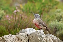 Ground Woodpecker