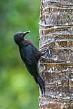 Guadeloupe Woodpeckerborder=