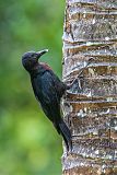 Guadeloupe Woodpecker