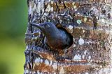 Guadeloupe Woodpecker