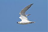 Gull-billed Tern