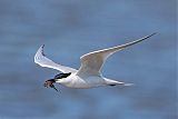 Gull-billed Tern