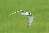 Gull-billed Tern