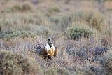 Gunnison Sage-Grouse