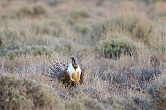 Gunnison Sage-Grouse