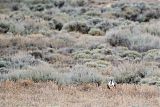 Gunnison Sage-Grouse