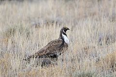 Gunnison Sage-Grouse