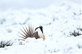 Gunnison Sage-Grouse