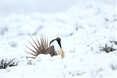 Gunnison Sage-Grouse