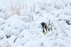 Gunnison Sage-Grouse