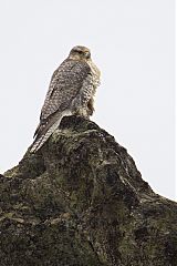 Gyrfalcon