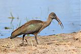 Hadada Ibis